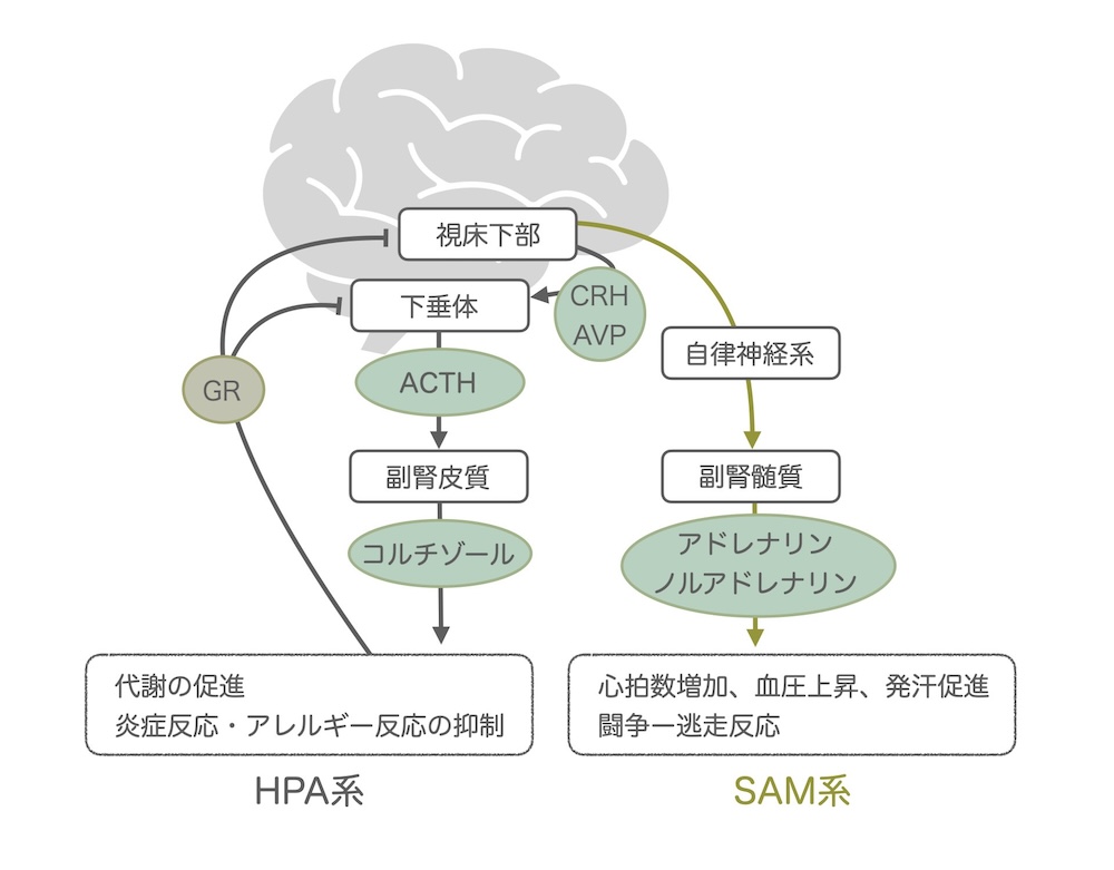 2つのストレス反応系